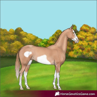 Horse Color:Gold Champagne Splash Frame 