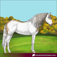 Horse Color:Gray Silver Buckskin Roan Dun Splash Frame Appaloosa Rabicano 