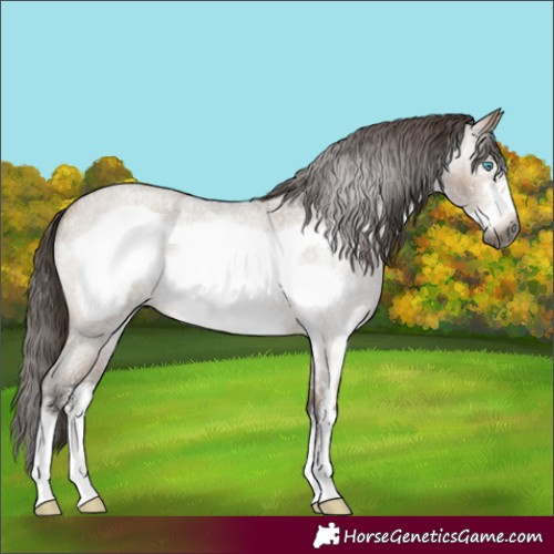 Horse Color:Gray Bay Roan Dun Sabino Frame Appaloosa