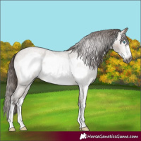 Horse Color:Gray Bay Roan Dun Sabino Frame Appaloosa