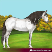 Horse Color:Gray Bay Roan Dun Sabino Frame Appaloosa 