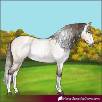 Horse Color:Gray Buckskin Roan Dun Splash Appaloosa Rabicano