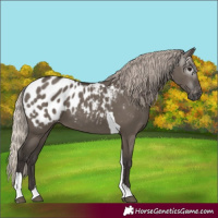 Horse Color:Gray Silver Grullo Tobiano Appaloosa 