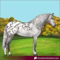 Horse Color:Gray Silver Grullo Tobiano Blanket