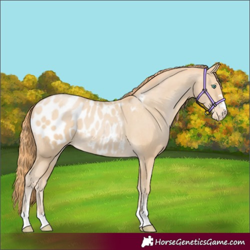 Horse Color:Smoky Black Pearl Appaloosa