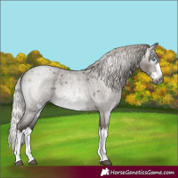 Horse Color:Gray Silver Grullo Roan Splash Frame
