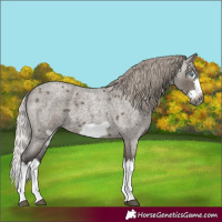 Horse Color:Gray Silver Grullo Roan Splash Frame 