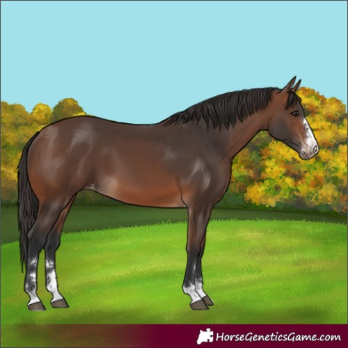 Horse Color:Unknown 