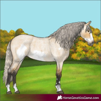 Horse Color:Gray Silver Buckskin Roan Dun Frame Rabicano 