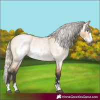 Horse Color:Gray Silver Buckskin Roan Dun Frame Rabicano 