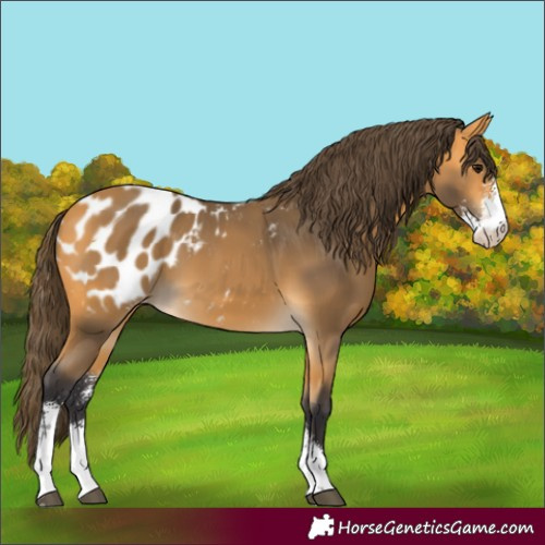 Horse Color:Buckskin Sabino Appaloosa 