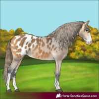 Horse Color:Buckskin Sabino Blanket