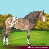 Horse Color:Buckskin Sabino Appaloosa