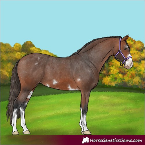 Horse Color:Bay Appaloosa 