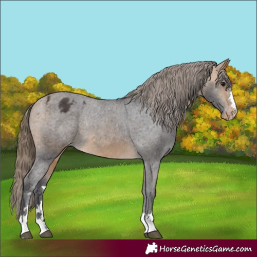 Horse Color:Buckskin Varnish