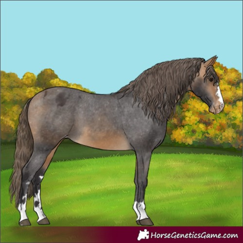 Horse Color:Buckskin Appaloosa 