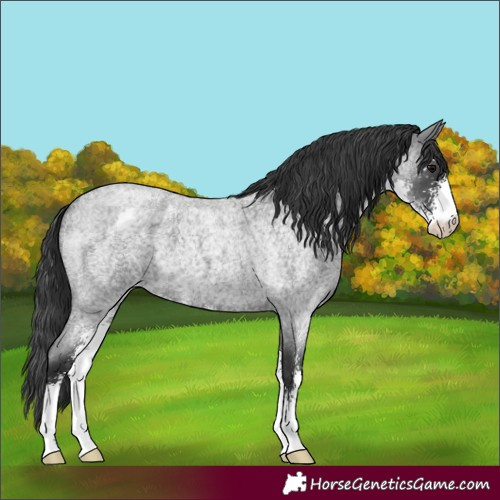 Horse Color:Blue Roan Sabino Varnish