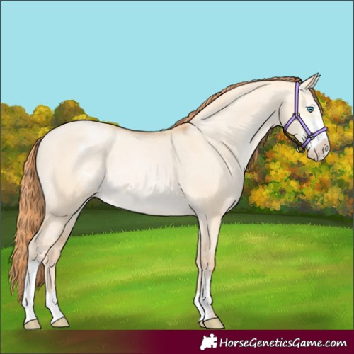 Horse Color:Amber Champagne Pearl Dun Sabino Appaloosa Rabicano