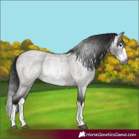 Horse Color:Gray Grullo Roan Splash Frame