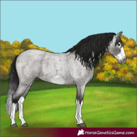 Horse Color:Gray Grullo Roan Splash Frame 