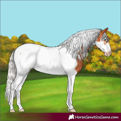 Horse Color:Silver Bay Splash Tobiano Frame Varnish
