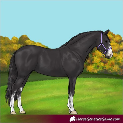 Horse Color:Smoky Black 