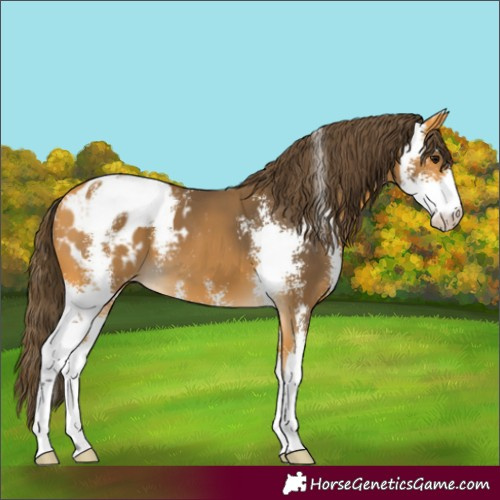 Horse Color:Buckskin Sabino Appaloosa 