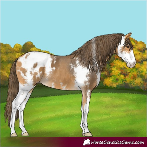 Horse Color:Buckskin Sabino Appaloosa
