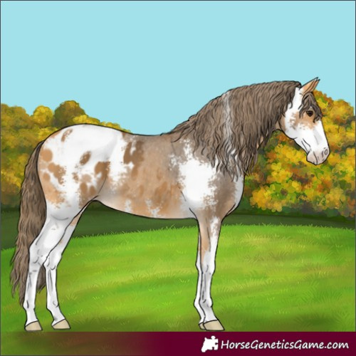 Horse Color:Buckskin Sabino Appaloosa 