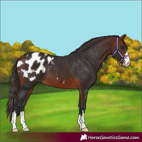 Horse Color:Brown Appaloosa 