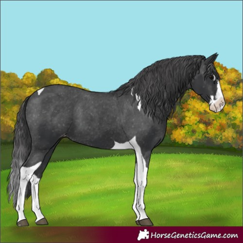 Horse Color:Black Splash Tobiano Appaloosa