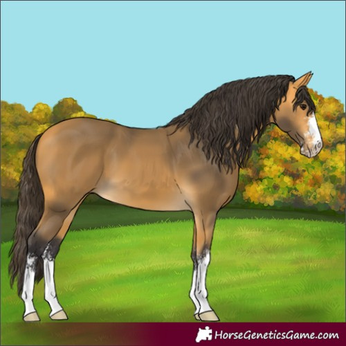 Horse Color:Buckskin Sabino