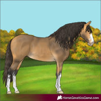 Horse Color:Buckskin Sabino