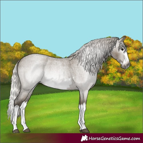 Horse Color:Gray Silver Smoky Grullo Roan Splash Frame 