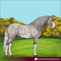 Horse Color:Gray Silver Smoky Grullo Roan Splash Frame 