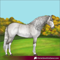 Horse Color:Gray Silver Smoky Grullo Roan Splash Frame 