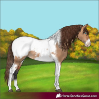Horse Color:Bay Dun Tobiano Frame Appaloosa 
