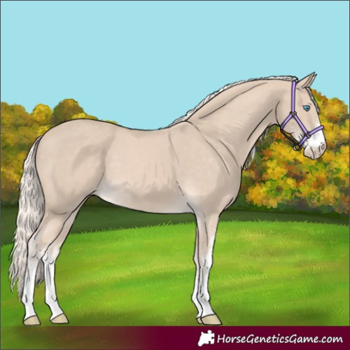 Horse Color:Cremello Sabino