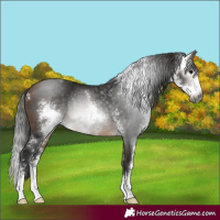 Horse Color:Gray Buckskin Sabino 