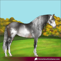 Horse Color:Gray Buckskin Sabino
