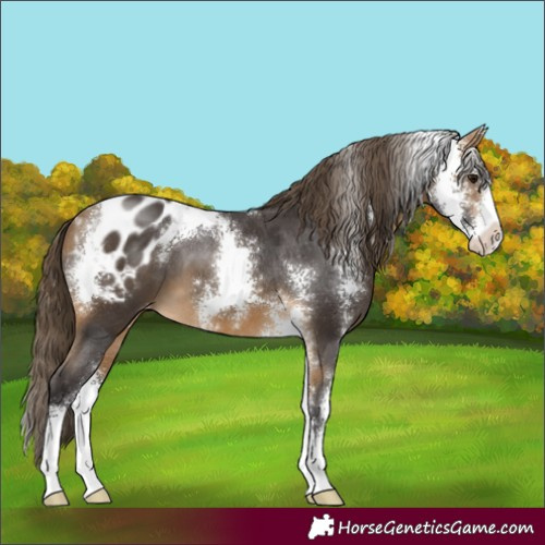 Horse Color:Buckskin Sabino Appaloosa 