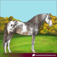 Horse Color:Buckskin Sabino Appaloosa