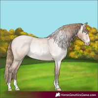 Horse Color:Gray Perlino Roan Appaloosa Rabicano