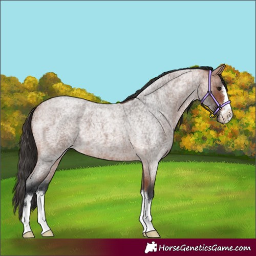 Horse Color:Bay Roan 