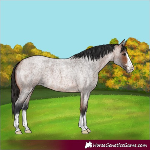 Horse Color:Unknown 