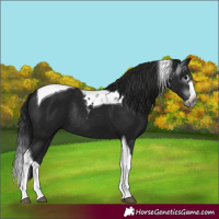 Horse Color:Gray Smoky Black Splash Tobiano Rabicano