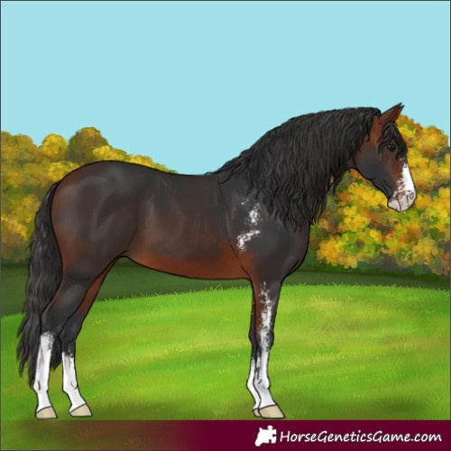 Horse Color:Unknown 