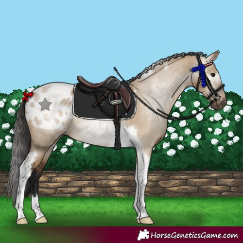 Horse Color:Gray Bay Dun Tobiano Appaloosa Rabicano 