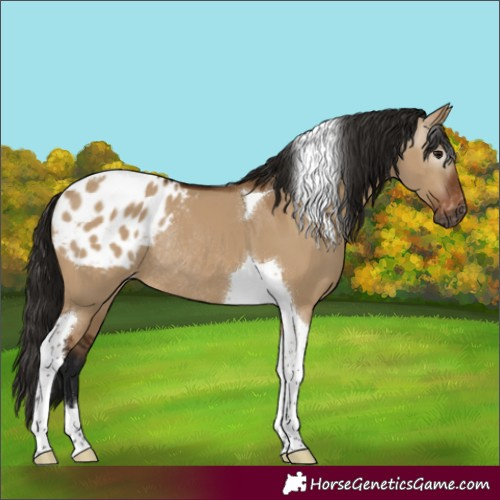 Horse Color:Gray Bay Dun Tobiano Appaloosa Rabicano 