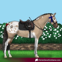 Horse Color:Gray Bay Dun Tobiano Appaloosa Rabicano